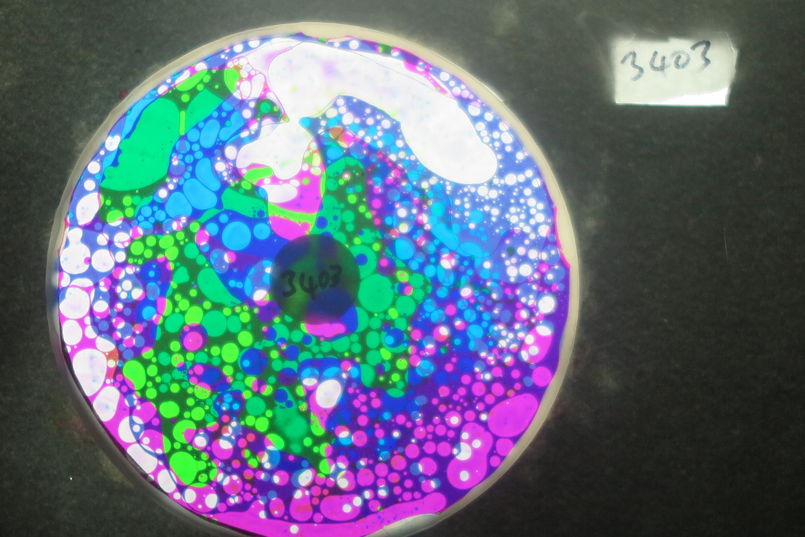 BV3403 bubble vision oil wheel